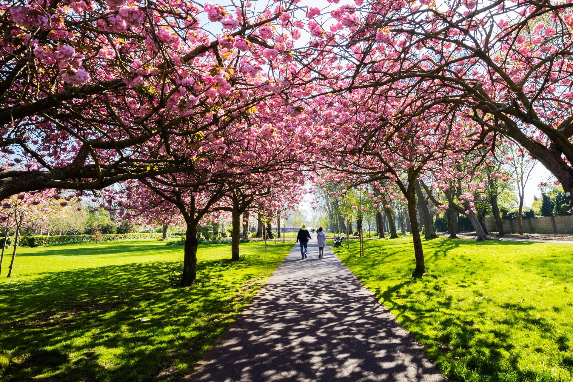 爱尔兰都柏林赫伯特公园的樱花